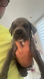 Cucciolo di Cane Corso Femmina