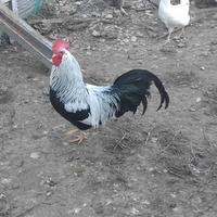 Gallo Livorno collo argento
