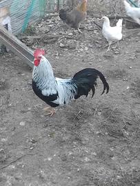 Gallo Livorno collo argento
