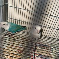 Coppia inseparabili