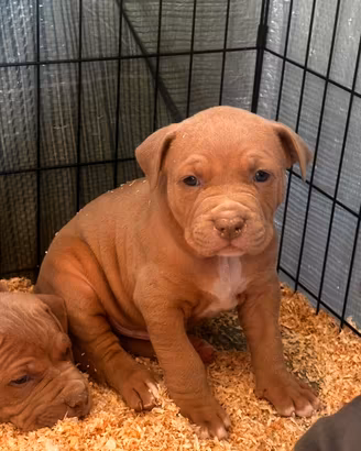 Ultimo cucciolo disponibile