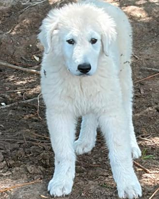 Cuccioli pastore abruzzese maremmano