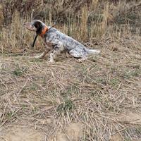 Setter inglese