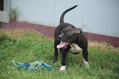 Cucciola Pit Bull con pedigree anche a rate