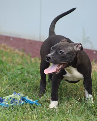 Cucciola Pit Bull con pedigree anche a rate