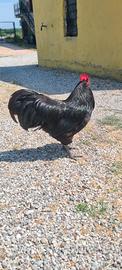 Gallo