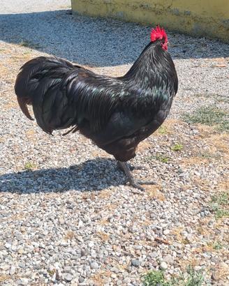 Gallo