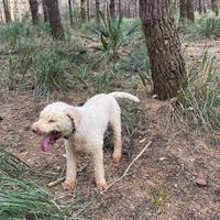 LAGOTTO esperto su nero