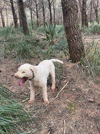 LAGOTTO esperto su nero
