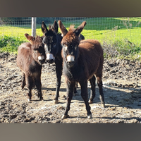 Per fattorie didattiche