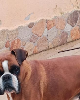 Boxer