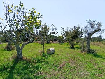 Terreno agricolo 32 aree