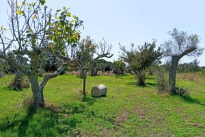 Terreno agricolo 32 aree
