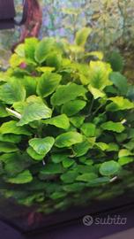 25 piante Anubias barteri nana