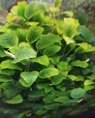 25 piante Anubias barteri nana
