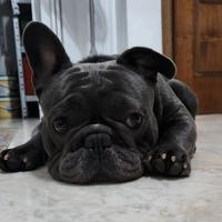 Bulldog francese Maschio
