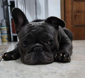 Bulldog francese Maschio