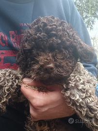 Cucciolo lagotto pedigree Roi da Tartufo