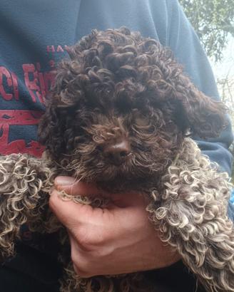 Cucciolo lagotto pedigree Roi da Tartufo