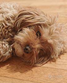 Maltipoo Maschio per monta