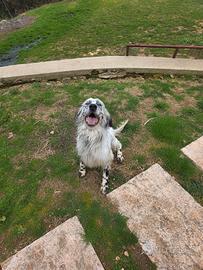 Setter inglese maschio