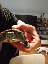 2 bellissime tartarughe d'acqua erbivore con coda