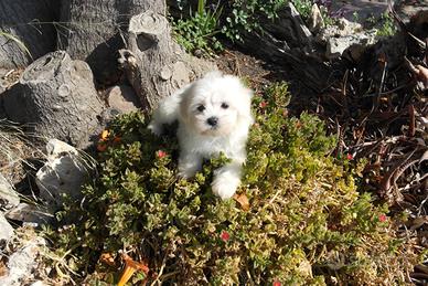 Cuccioi maltese toy europeo 60 gg