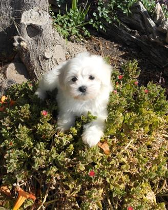 Cuccioi maltese toy europeo 60 gg