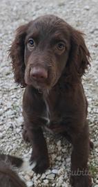 Working cocker