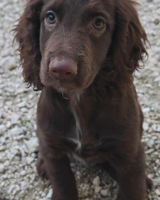 Working cocker