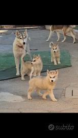 Husky diponibili