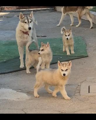 Husky diponibili