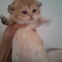 British Shorthair golden