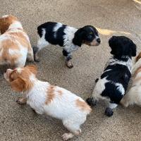 Cuccioli Breton