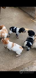 Cuccioli Breton