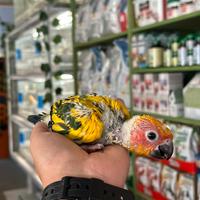 Baby conuro del sole