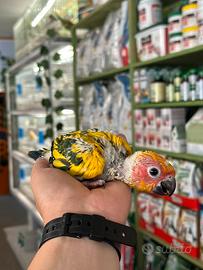 Baby conuro del sole