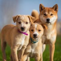 Cucciolo maschio shiba inu mix akita