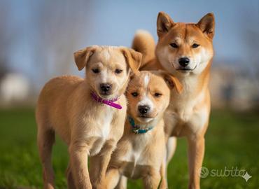 Cucciolo maschio shiba inu mix akita