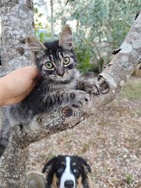 Gattino maschio
