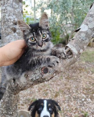 Gattino maschio