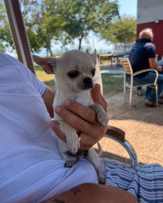 Chihuahua