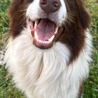 Border collie per Monte