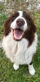 Border collie per Monte
