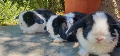 Coniglietti miniloop minilop ariete