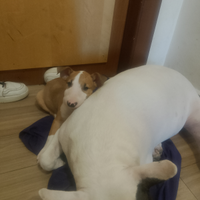 Cucciola bull terrier standard di razza