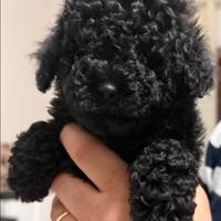 Barboncini pronti consegna