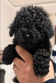 Barboncini pronti consegna