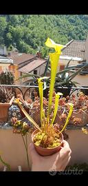 Sarracenia flava var. rubricorpora