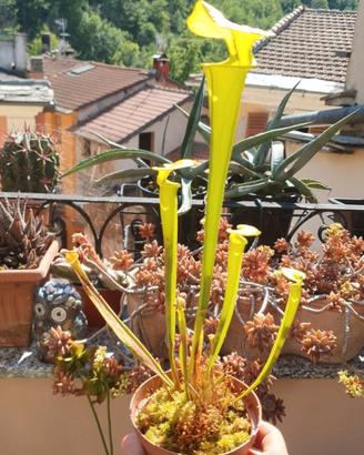 Sarracenia flava var. rubricorpora